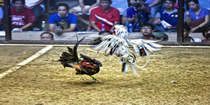 Hướng dẫn tham gia cho người mới